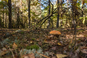 Edible mushroom brown cap boletus (Leccinum scabrum)