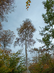 Tall Tree Growing into Autumn Woodland Canopy