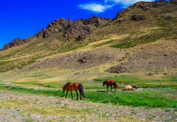 Gobi Desert, Mongolia - one of the largest deserts in the World, characterised by hot Summers and freezing Winters, the Gobi Desert offers a great display of wildlife, wild horses and camels included