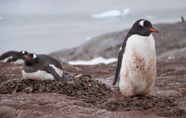 Obraz premium A Pair of Gentoo Penguins on a Nest in Antarctica