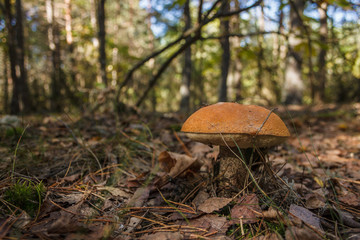 Edible mushroom brown cap boletus (Leccinum scabrum)