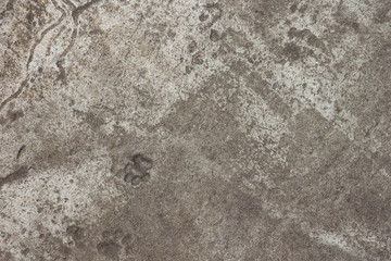 Concrete. Texture. Cat footprints