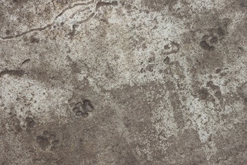Concrete. Texture. Cat footprints