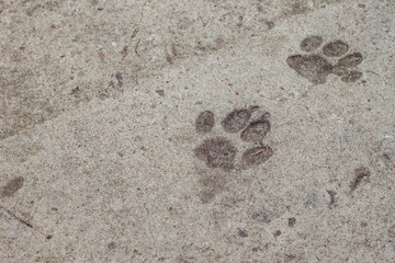 Concrete. Texture. Cat footprints