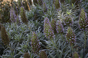 Flowerbed of flowering plants in a garden