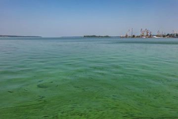 Algal blooms in the river. View of the river port. Dnipro