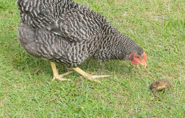 Maran chicken looking intently at a common toad, (Bufo bufo) on a smallholding. Deciding if it might be a meal.