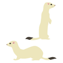 Vector illustration of standing and sitting cute weasels isolated on white background