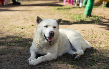 Homeless Thai local dog on road side.