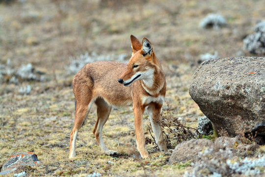 loup d'Abissynie
