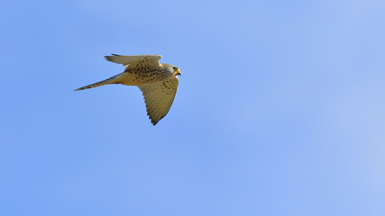 Lesser kestrel (Falco naumanni), Crete	