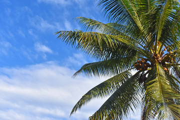 Fototapeta na wymiar Coconut trees with blue sky