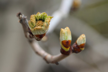A chestnut tree (Castanea) bud beginning to bloom