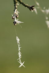 Eiskristalle an Kirschbaum