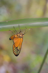 Butterfly is waiting for sunlight.