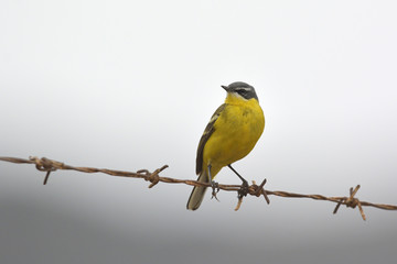 Yellow Wagtail - Motacilla flava, Greece