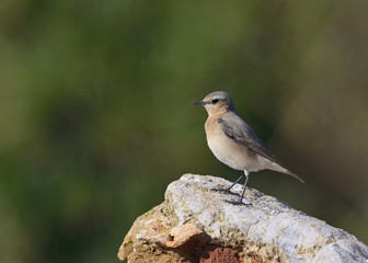 Northern Wheatear or Wheatear - Oenanthe oenanthe, Crete	