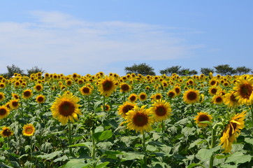 Fototapeta premium 観光農園