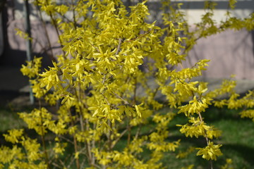 Forsythia