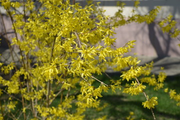 Forsythia