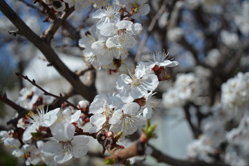 Cherry blossom