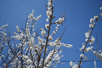 Cherry blossom