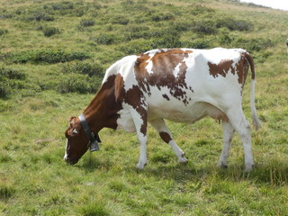 Fototapeta na wymiar cow grazing on a meadow in the mountains