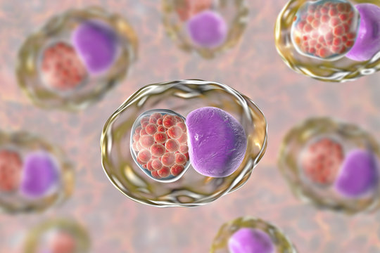 Chlamydia trachomatis bacteria, 3D illustration showing reticulate bodies of Chlamydia forming intracellular intracytoplasmic inclusions (small red) near the cell nucleus (purple)