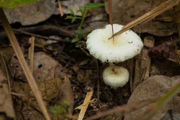 Milk White Russula
