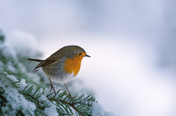 Rouge-gorge en hiver