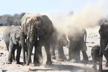 Fototapeta na wymiar Afrikanische Elefanten (loxodonta africana) im Etosha Nationalpark (Namibia)