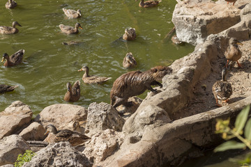 Nutria surrounded by duck 01