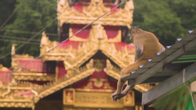 Macaque Monkey Outside Buddhist Temple