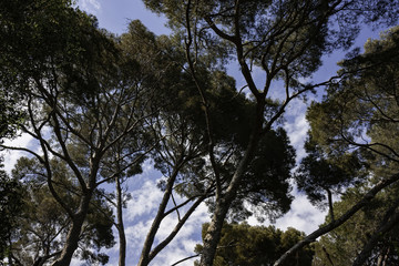 Fototapeta premium Maritime pine forest in a city park