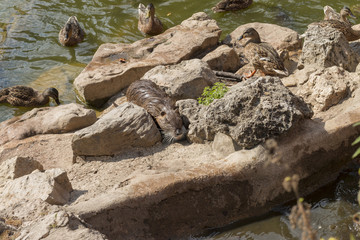 Nutria surrounded by duck 02