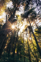 Fototapeta na wymiar Pine mountain forest in summer season. Daylight, rays of light through the trees. Italian Alps, Europe. Concepts: relax, peace, mystery