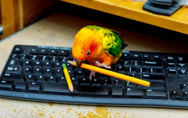 Fotobehang De papegaai zit op het toetsenbord en houdt een potlood vast © ungvar