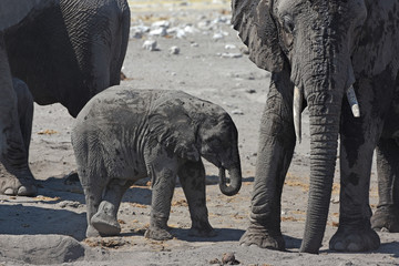 Fototapeta premium Afrikanische Elefanten: Familiengruppe mit Elefantenbaby im Etosha Nationalpark (Namibia)