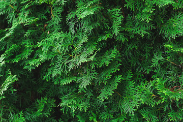 Green background texture of evergreen tree