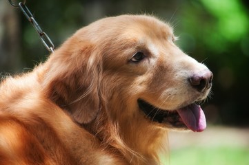 Obraz premium Portrait of golden retriverer dog.