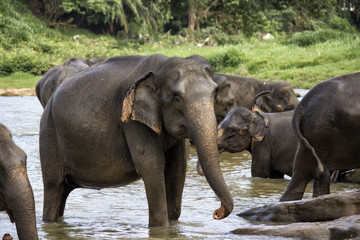 Fototapeta na wymiar herd of elephants walking along the river