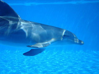 Delfín mular visto de perfil nadando debajo del agua durante show en día soleado en zoo marino de Calvià, Mallorca. Vista submarina de cetáceo, mamífero marino en cautividad buceando en piscina azul.