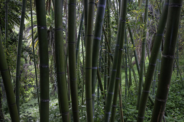 Fototapeta premium Bamboo reeds forest, in a city park.