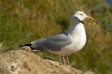 Couple de Goéland