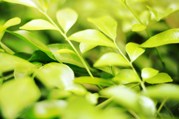 closedup green leaf of treetop background