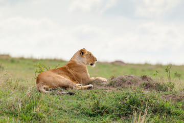 Naklejka na ściany i meble Lone lioness on grass looking out at Masai Mara National Reserve, Kenya
