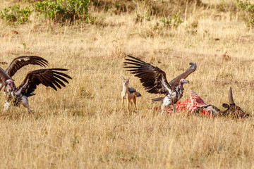 Fototapeta premium Black-backed jackal chasing vultures from a carcass of a cow at Masai Mara National Reserve, Kenya