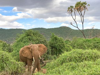 African elephant standing in bushland in Samburu National Reserve, Kenya