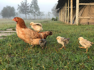 Hen with chicks on grass, chick riding on mother's back