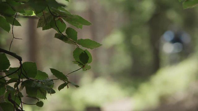 downhill biker ride with jumps in a mountain forest